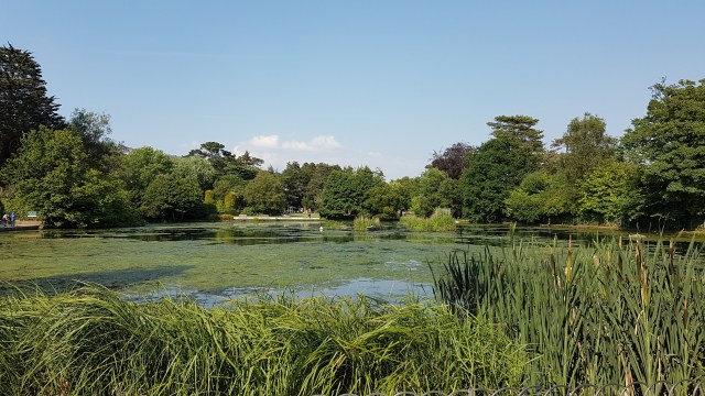 Pond in an urban park