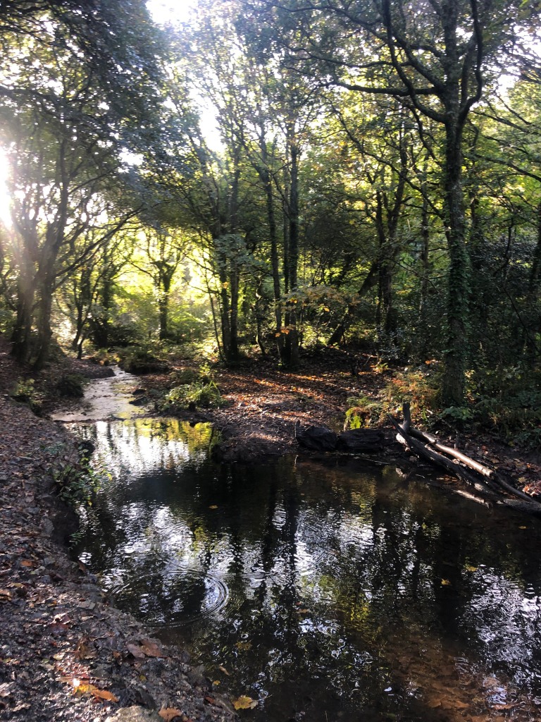 Photo of a small river in a woodland