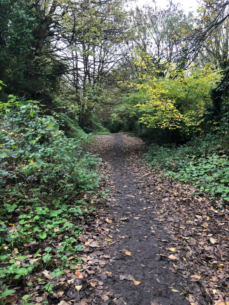 Photo od a muddy path, strewn with leaves and surrounded by shrubs and trees
