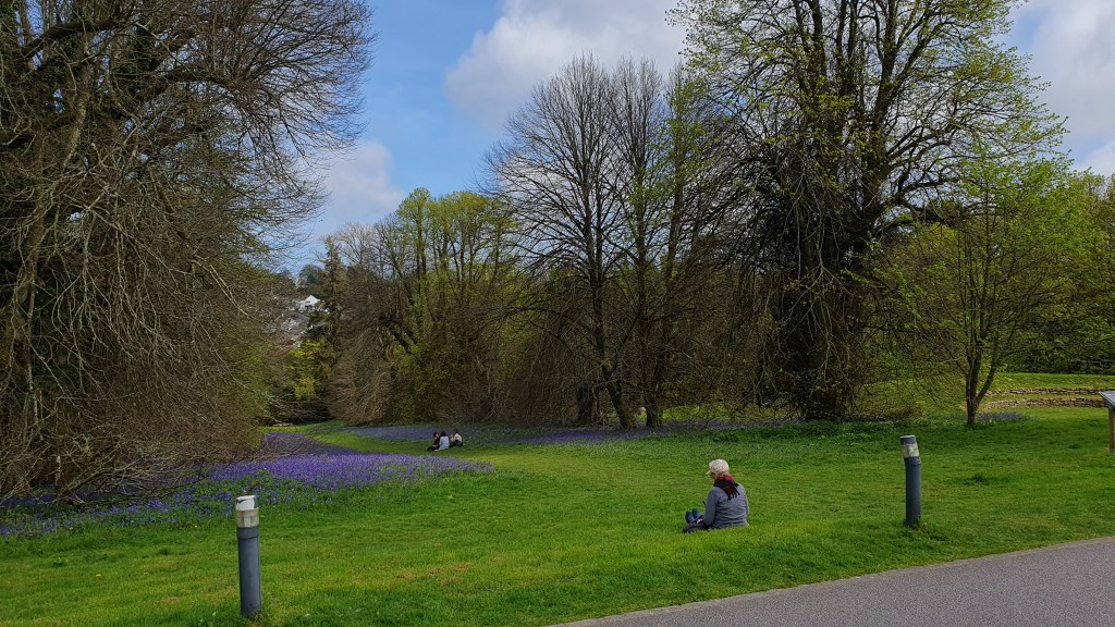 A photo of large trees in early spring, with bluebells on the ground and a few people sitting on the grass. A paved path and lighting in the foreground.